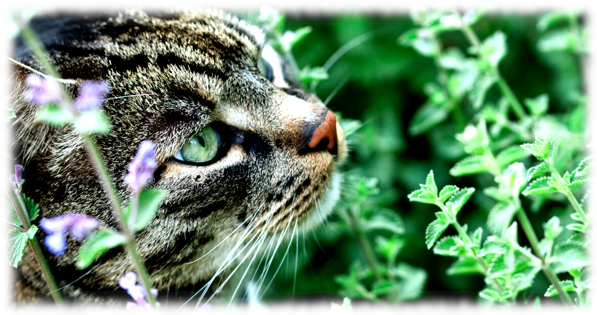 Nepeta cataria - Hierba gatera - 500 semillas