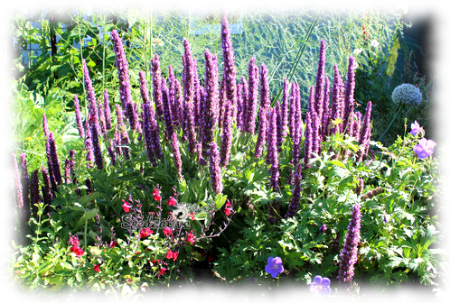 Nepeta tuberosa - Menta basta - 500 semillas