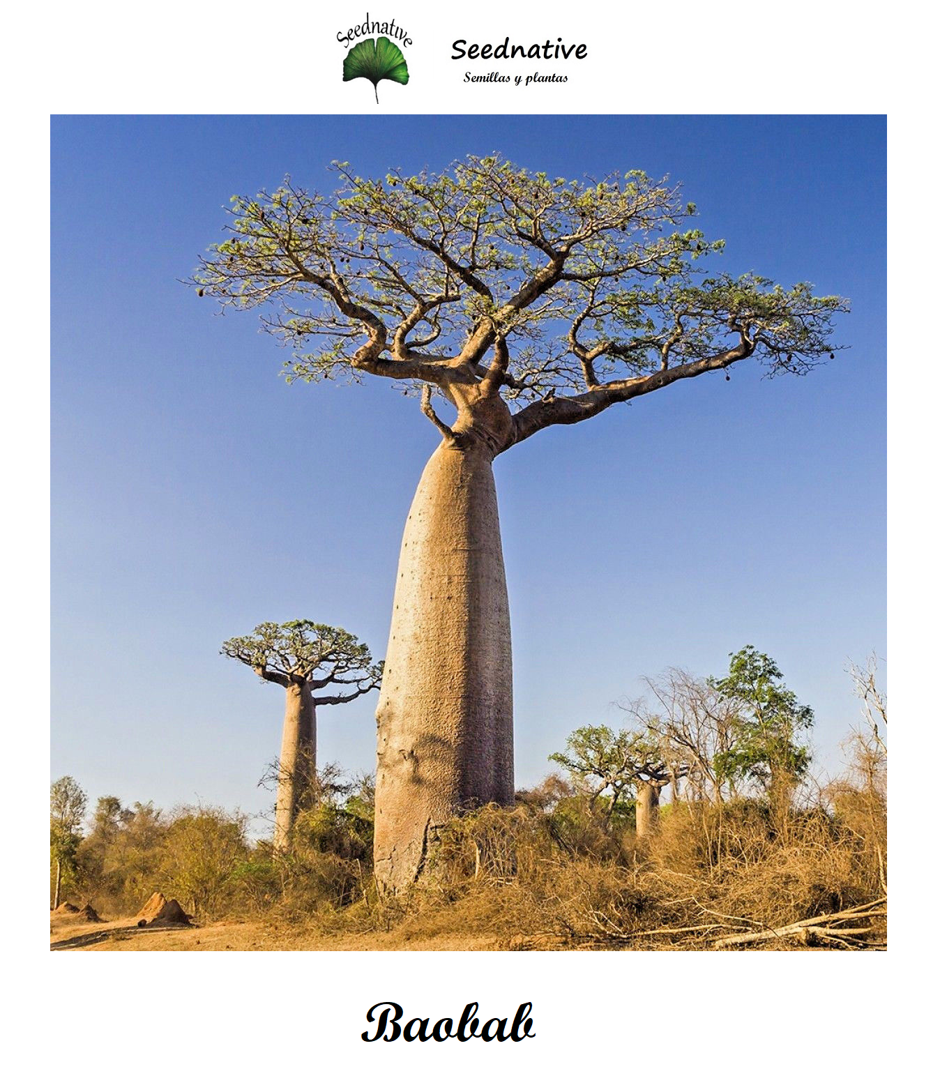 Adansonia digitata - Baobab - 10 semillas