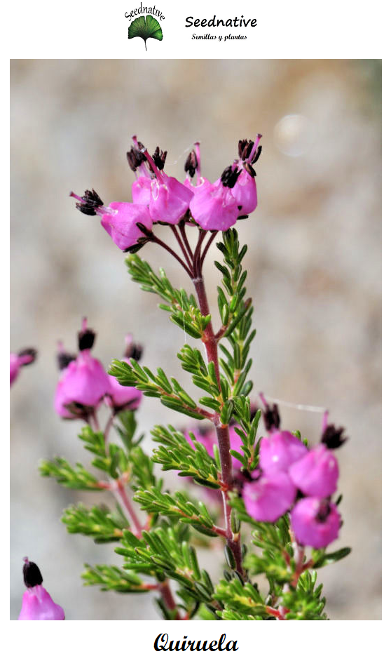 Erica umbellata - Quiruela - 3000 semillas