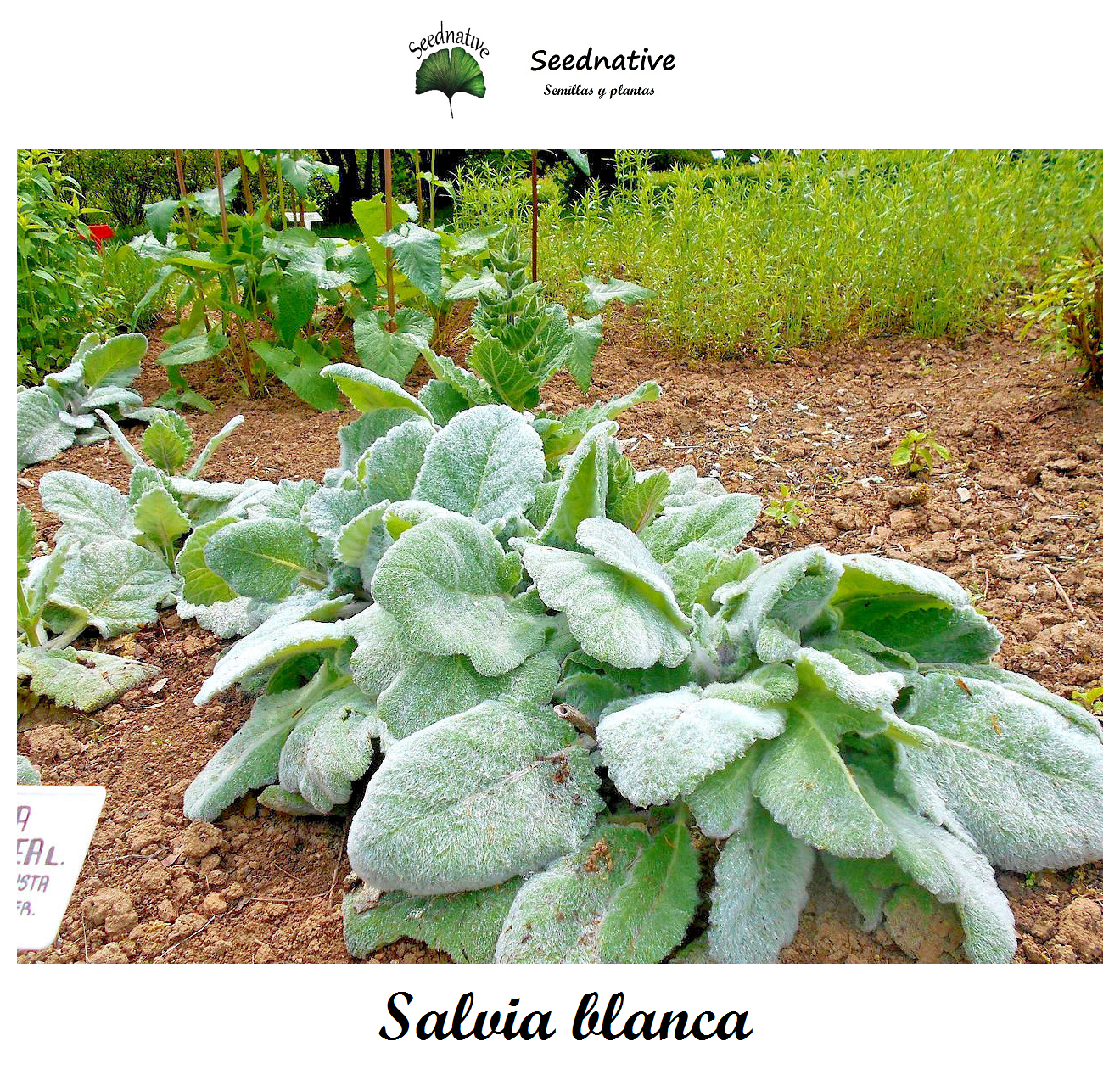 Salvia argentea - Salvia blanca - 100 semillas - Silver Sage