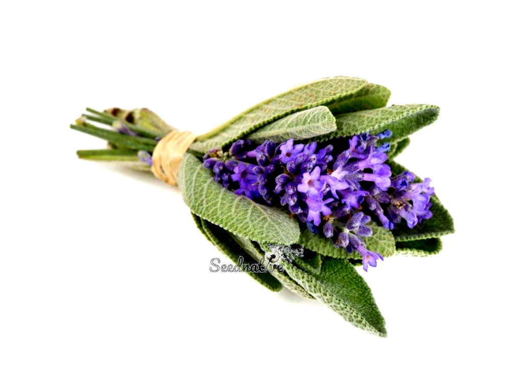 Salvia officinalis - Salvia - 300 semillas - Common sage