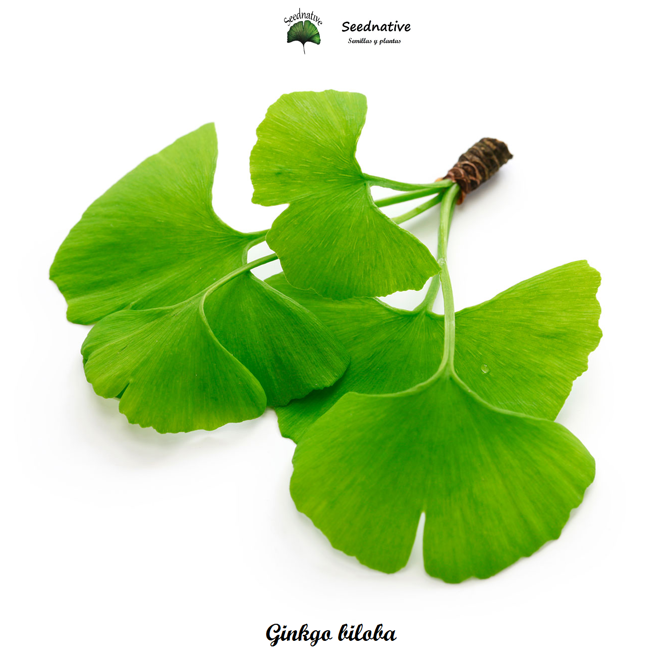 Árbol sagrado - Ginkgo biloba - 7 semillas