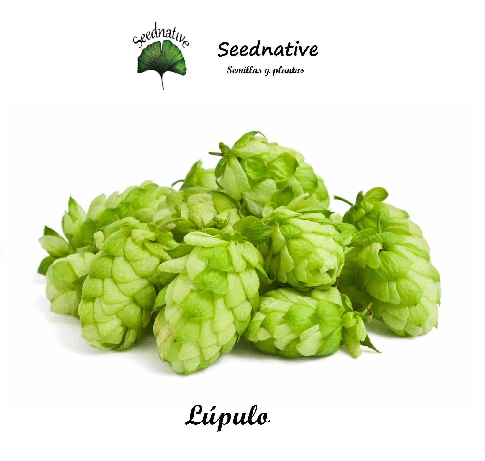 Humulus lupulus - Lúpulo - 250 semillas - Hop