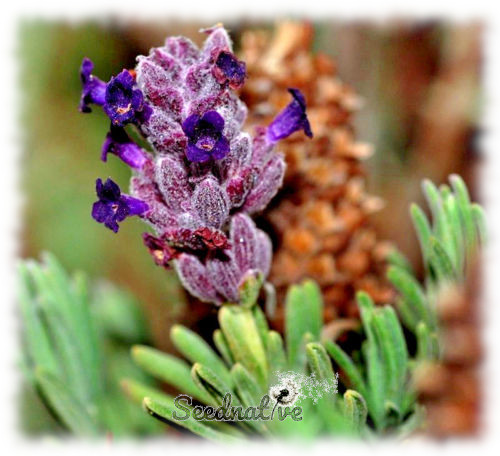 Lavandula lanata - Alhucema de Andalucía - 300 semillas 