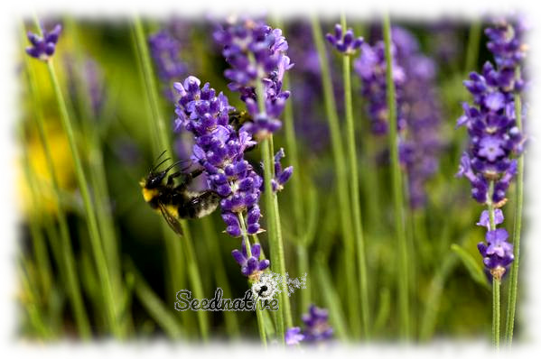 Lavandula latifolia - Espliego macho - 500 semillas 