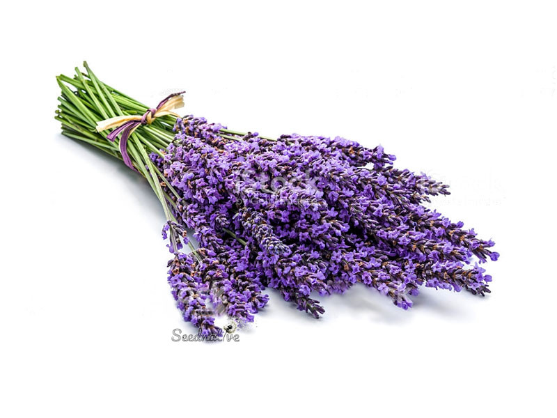 Lavandula officinalis - Lavanda común - 500 semillas