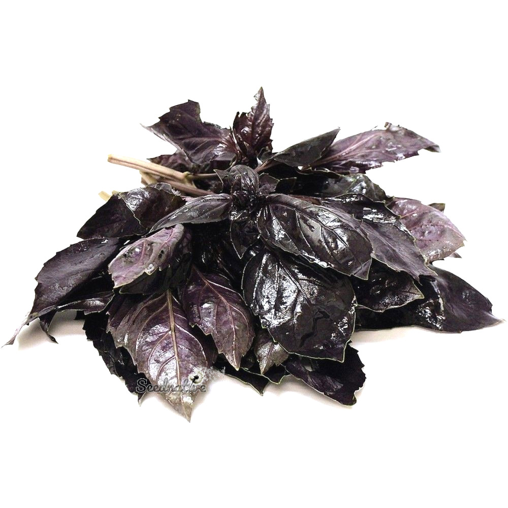 Ocimum basilicum - Albahaca dark opal - 1000 semillas