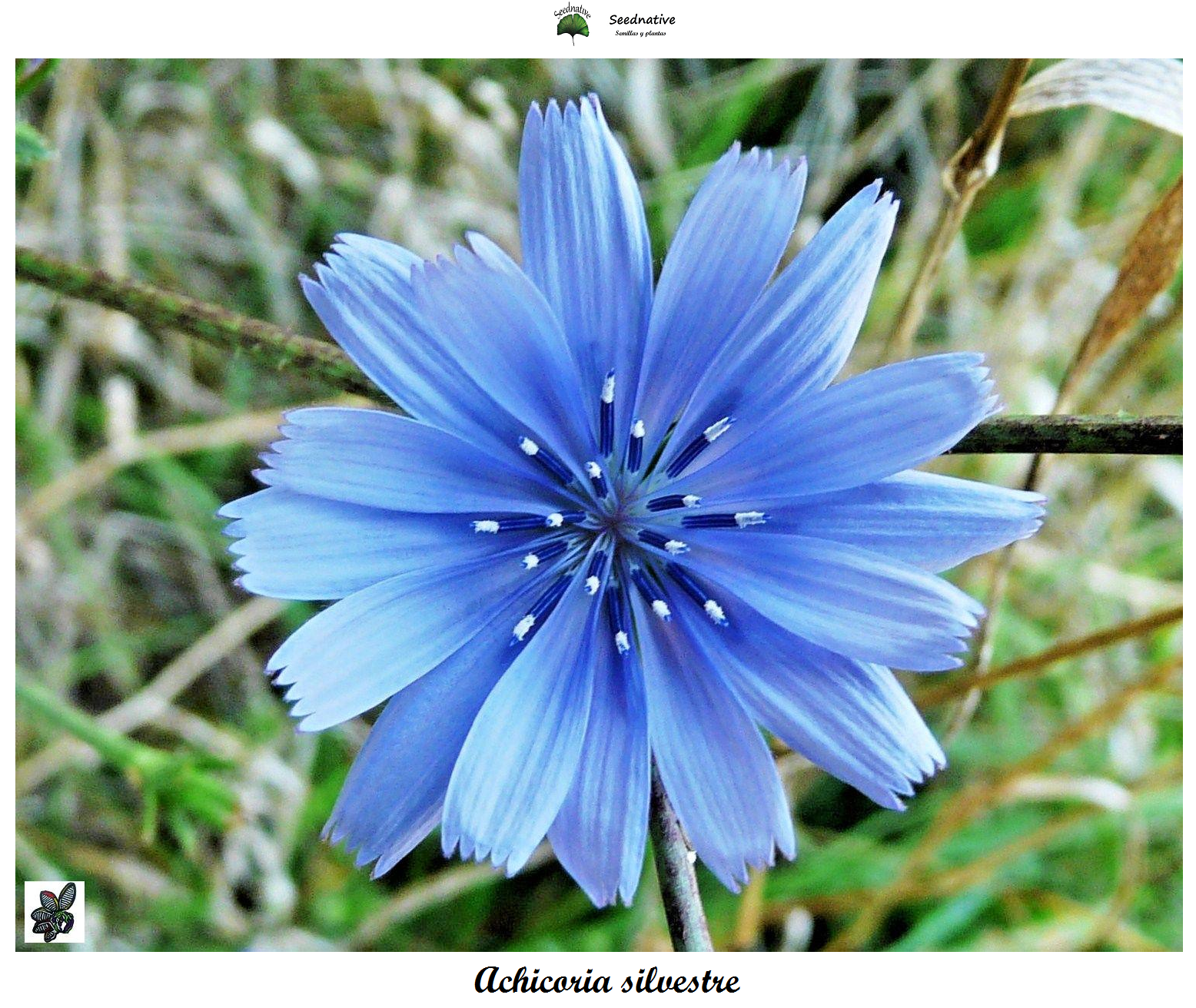 Cichorium intybus - Achicoria silvestre - 500 semillas