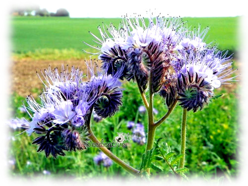 Phacelia tanacetifolia - Facelia - 5000 semillas 