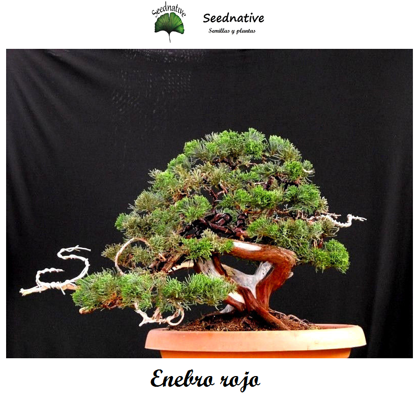 Juniperus oxycedrus - Enebro rojo - 50 semillas - Prickly Juniper