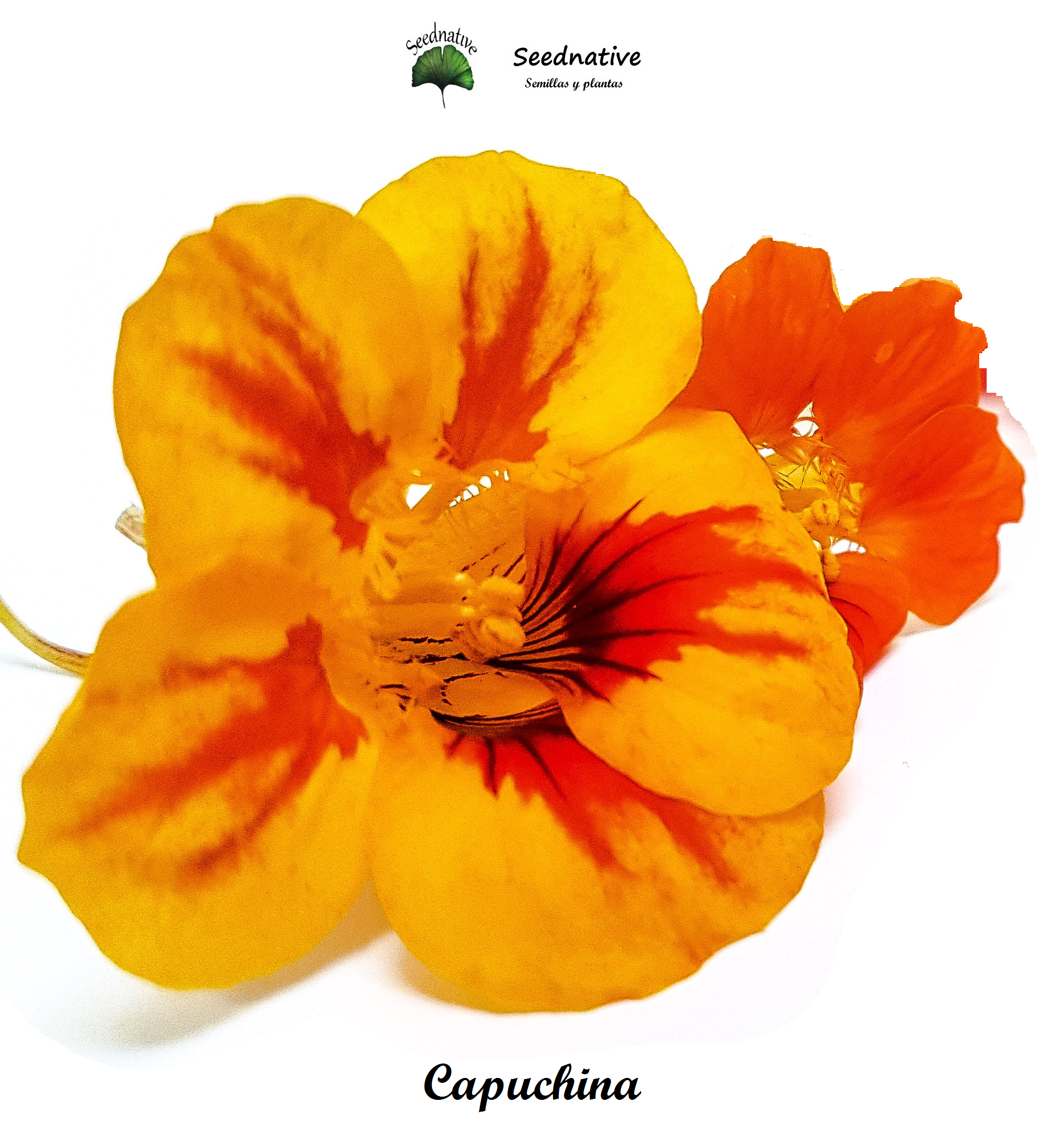 Tropaeolum majus - Capuchina - 40 semillas - Nasturtium