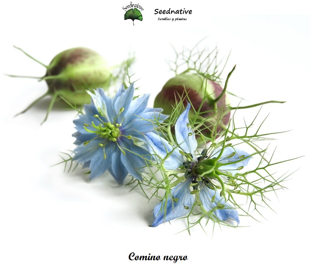 Comino negro - Nigella sativa - 500 semillas 