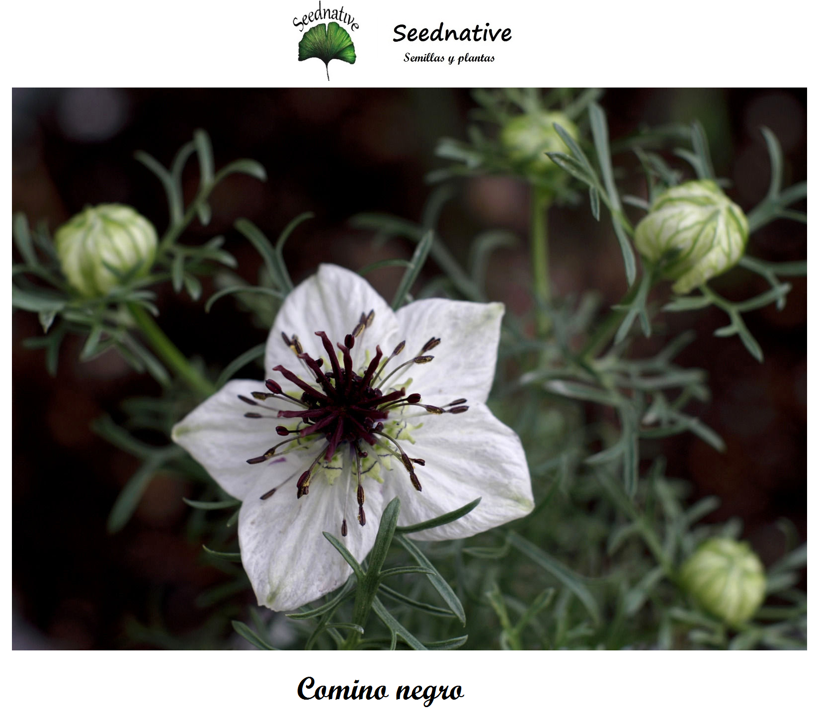 Comino negro - Nigella sativa - 500 semillas - flor blanca