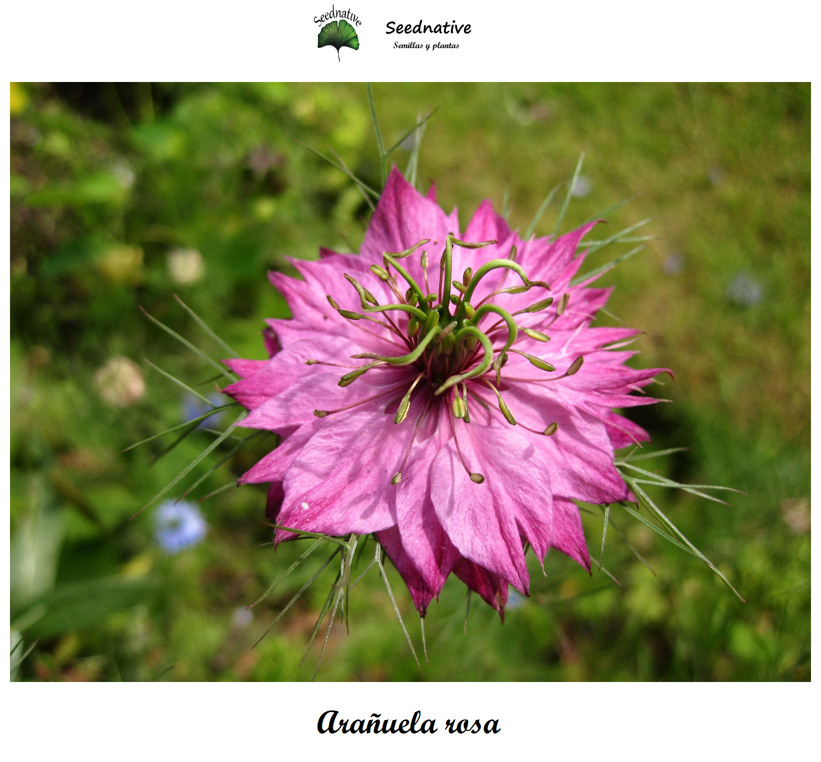 Nigella damascena - Arañuela Rosa - 250 semillas