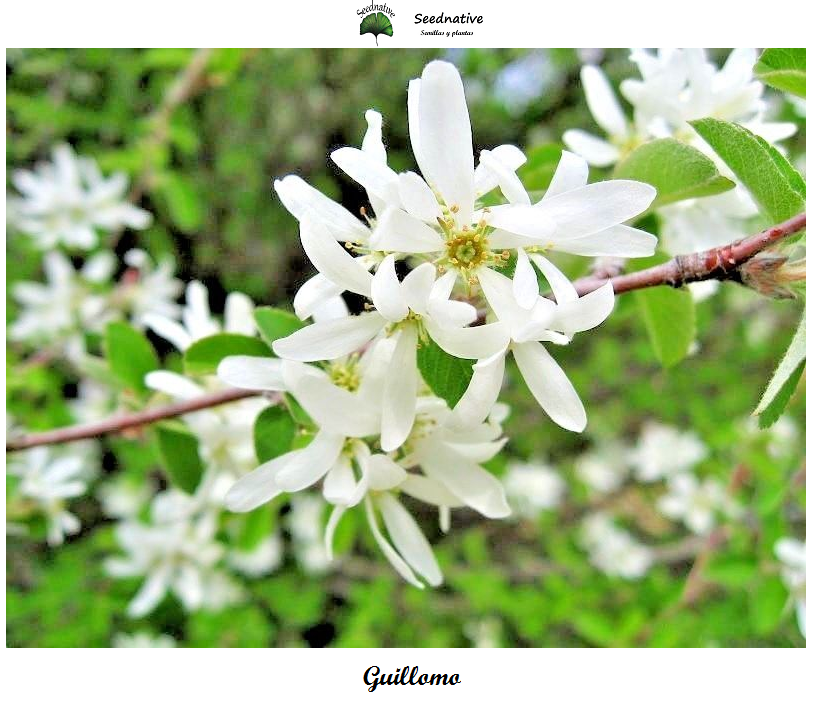 Amelanchier ovalis - Guillomo - 50 semillas - Snowy Mespilus