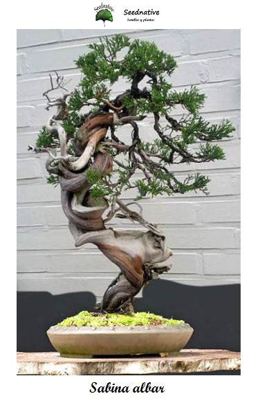 Juniperus thurifera - Sabina albar - 40 semillas - Spanish juniper