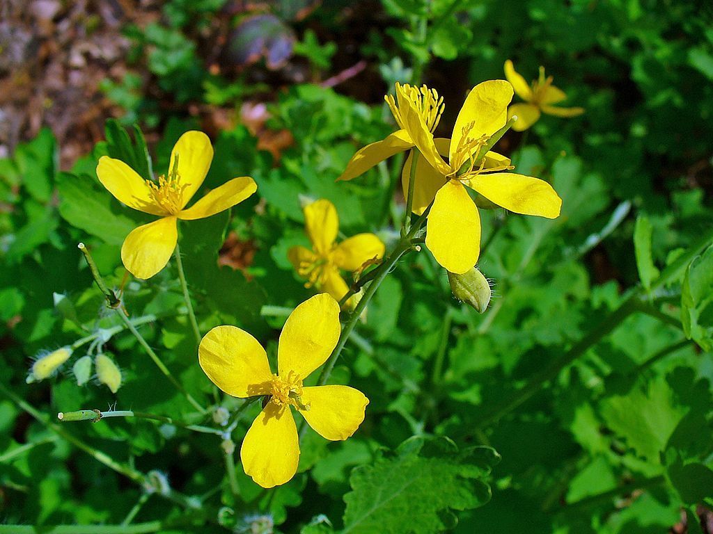 Chelidonium majus - Celidonia Mayor - 500 semillas