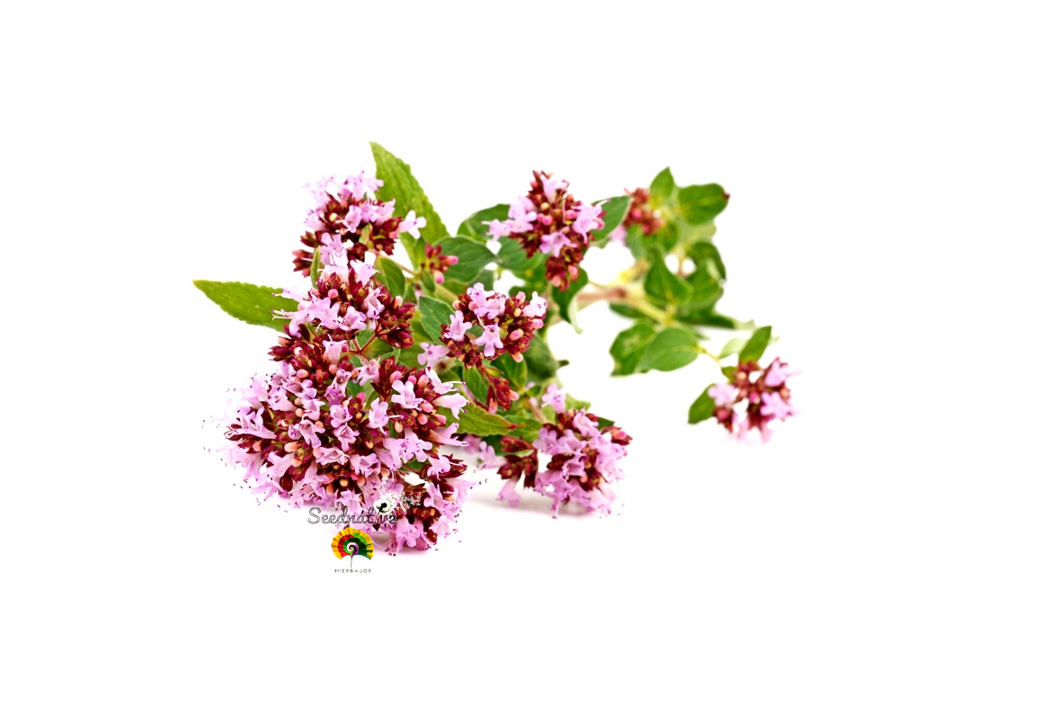 Origanum majorana - Mejorana - 1000 semillas