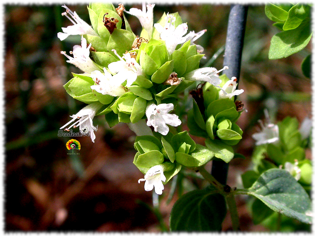 Origanum virens - Orégano bastardo - 5000 semillas