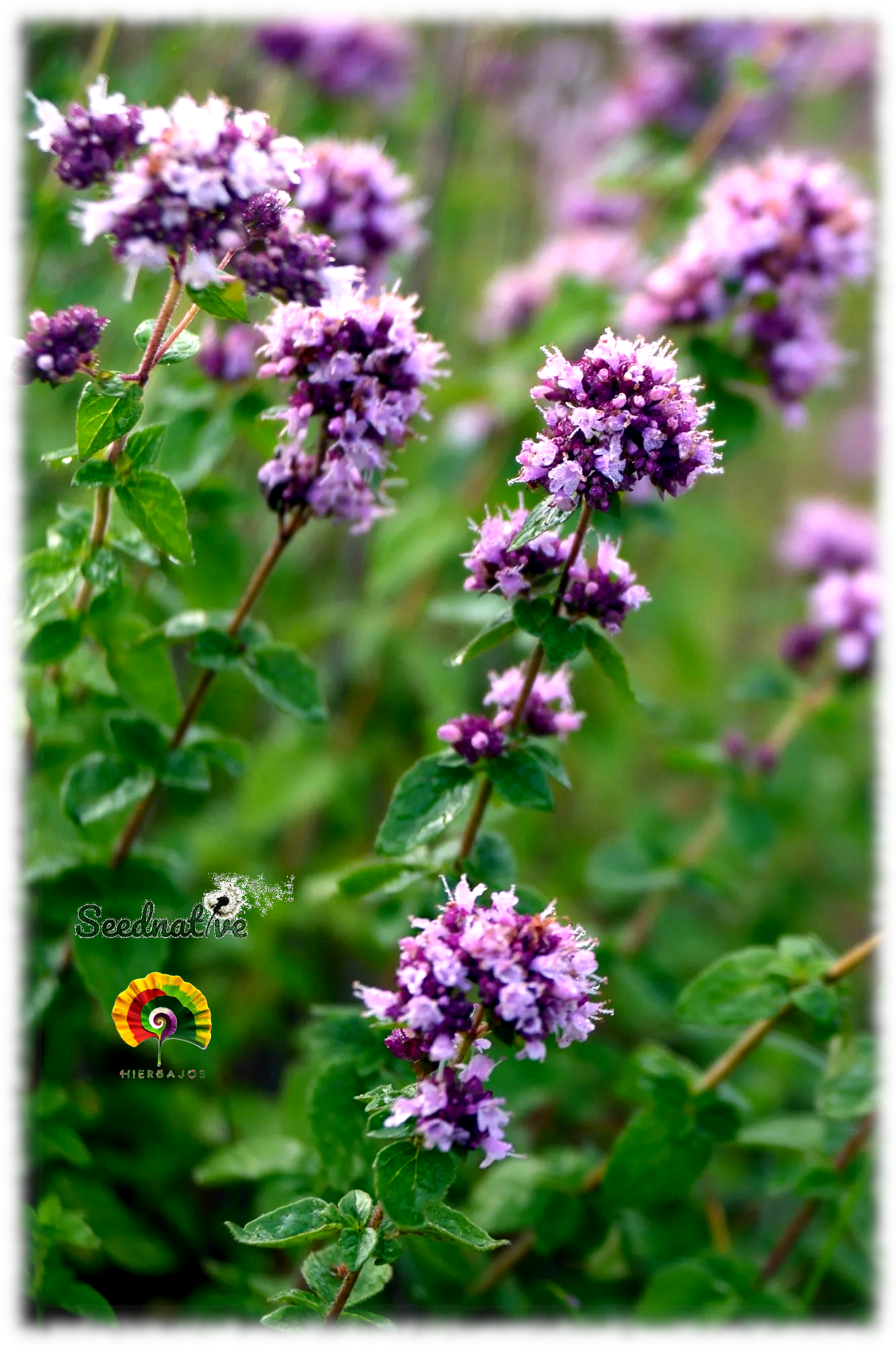 Origanum vulgare - Orégano - 5000 semillas