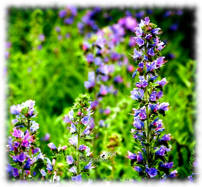 Hisopo - Hyssopus officinalis - 500 semillas - Hyssop