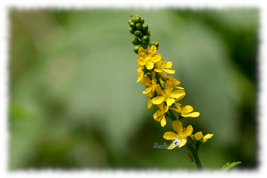 Agrimonia eupatoria - Agrimonia - 30 semillas