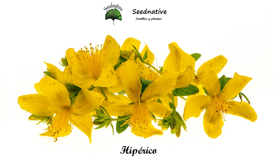 Hypericum perforatum - Hipérico - 5000 semillas - St. Johns Wort