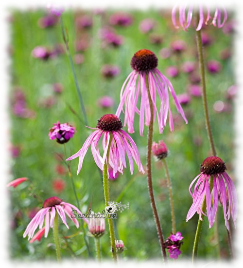 Echinacea pallida - Equinacea pálida - 100 semillas