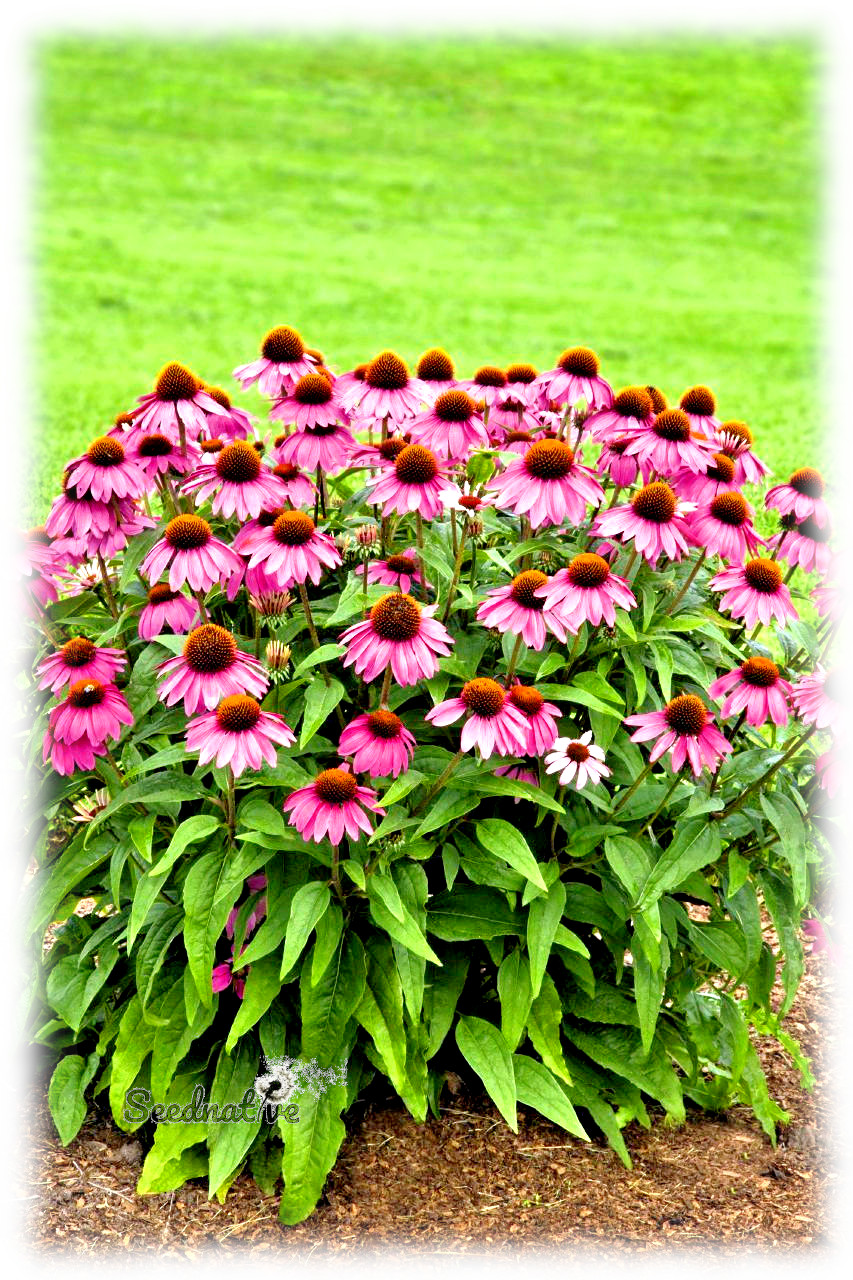 Echinacea purpurea - Equinacea - 100 semillas