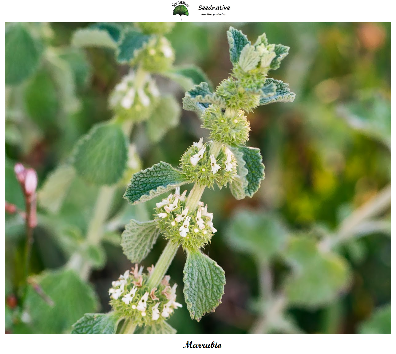 Marrubium vulgare - Marrubio - 500 semillas - Horehound