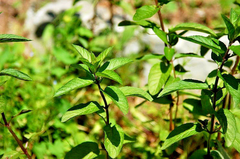 Menta piperita - Mentha x piperita - 5000 semilla