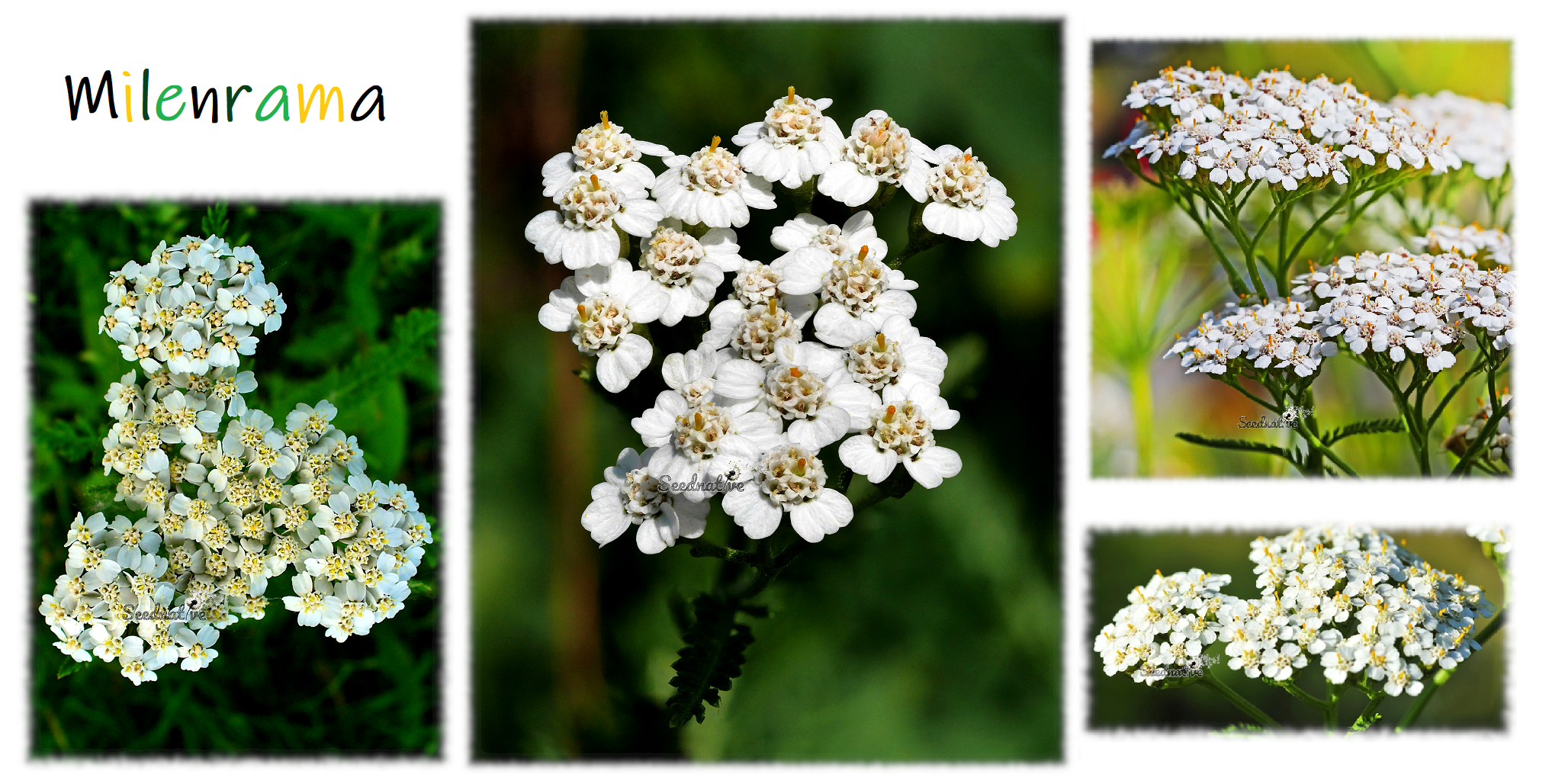 Achillea millefolium - Milenrama - 3000 semillas