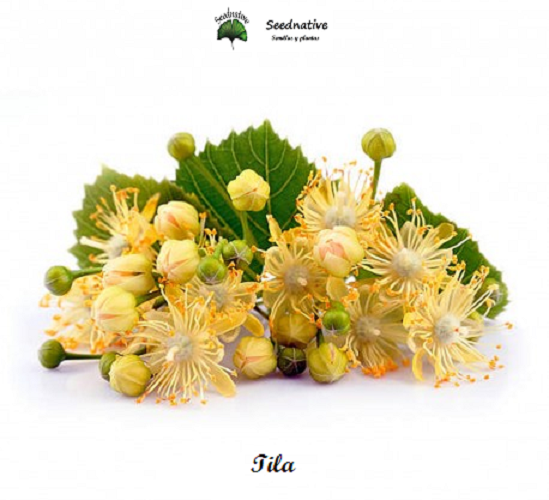 Tilia tomentosa - Tilo Plateado - 30 semillas - Silver Lime