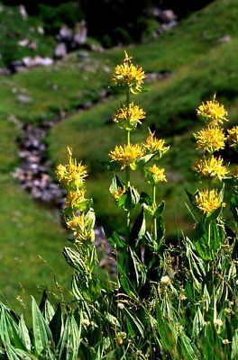 Gentiana lutea - Genciana amarilla - 100 semillas