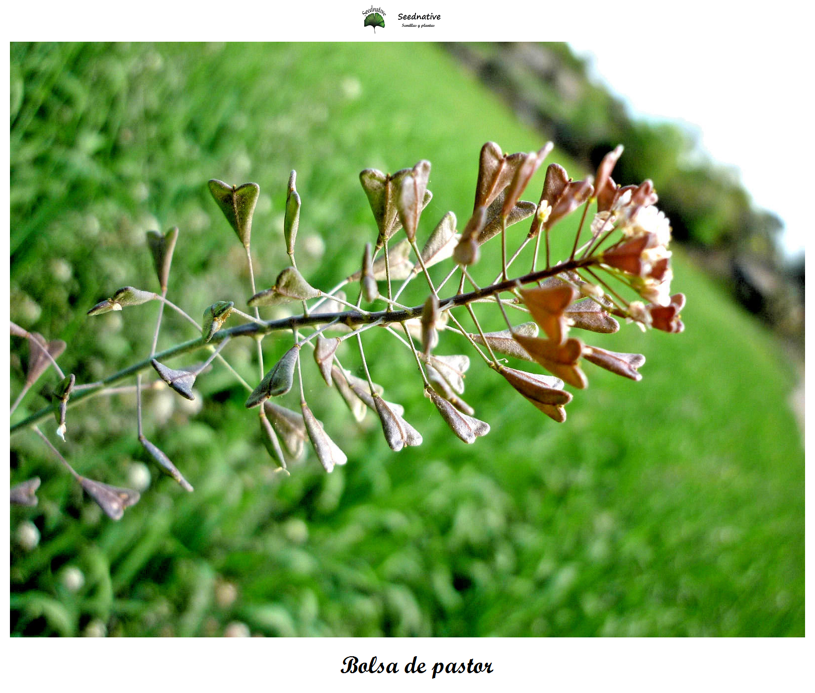 Capsella bursa pastoris - Bolsa de pastor - 1000 semillas - Shepherd's Purse