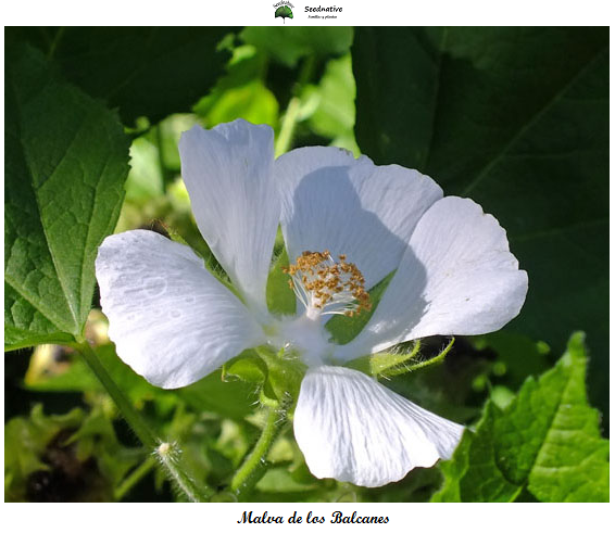 Malva de los Balcanes - kitaibelia vitifolia - 50 semillas