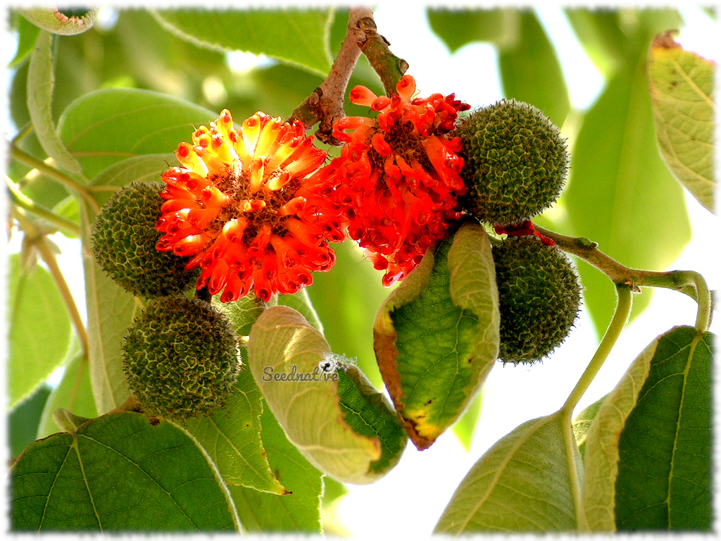 Broussonetia papyrifera - Morera del papel - 100 semillas