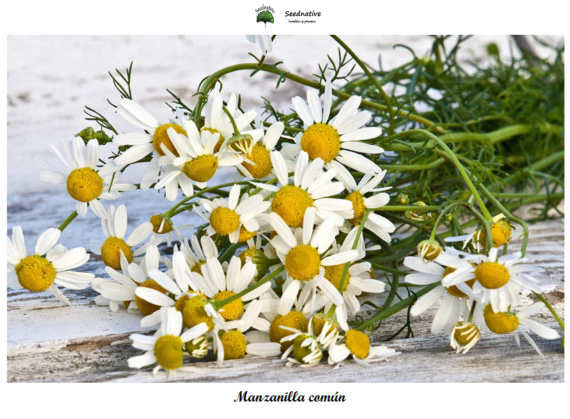 Chamaemelum nobile - Manzanilla común - 1000 semillas - Chamomile Lawn/Roman