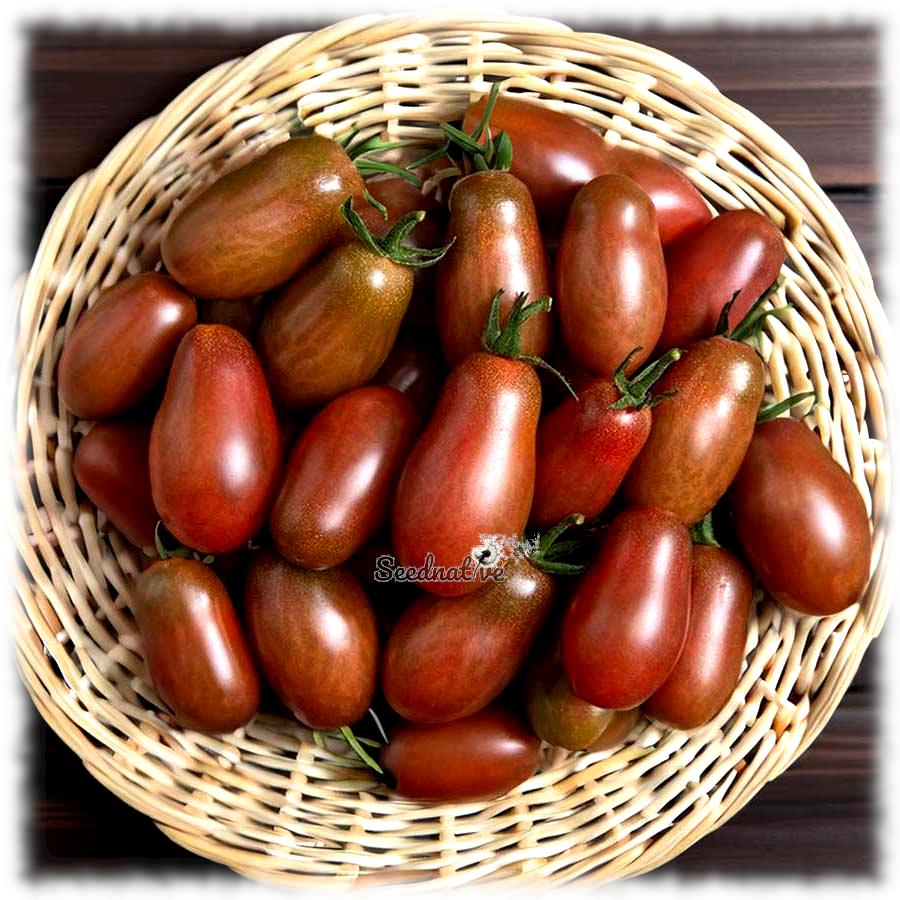 Tomate Ciruela negra - 30 semillas - Black Plum