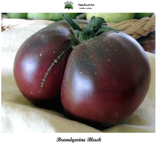 Tomate Brandywine Black - 50 semillas - Patata negra