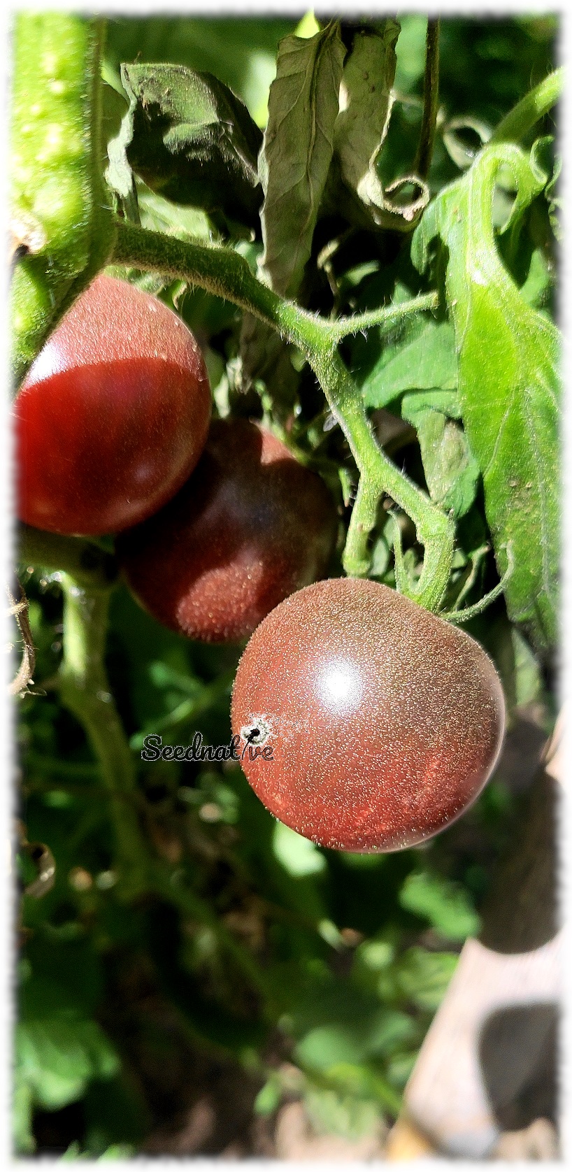 Tomate Chocolate Cherry - 30 semillas