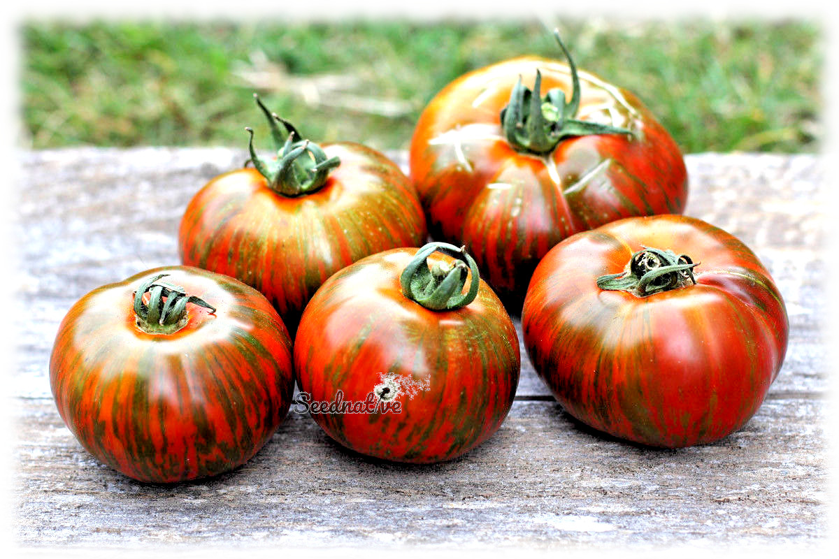 Tomate Chocolate Stripes - 15 semillas