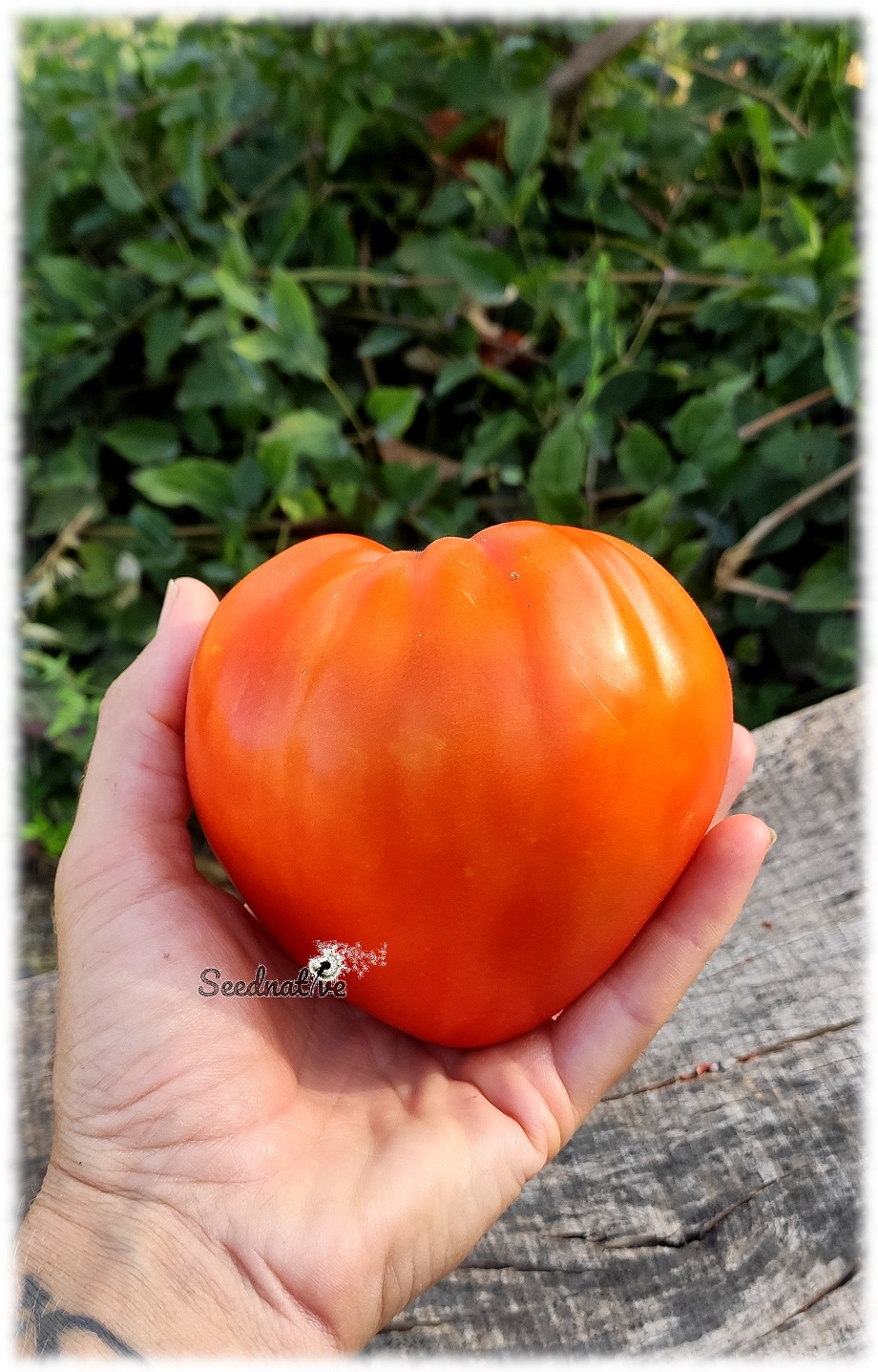 Tomate Fresa gigante - 25 semillas - var. tomate antiguo