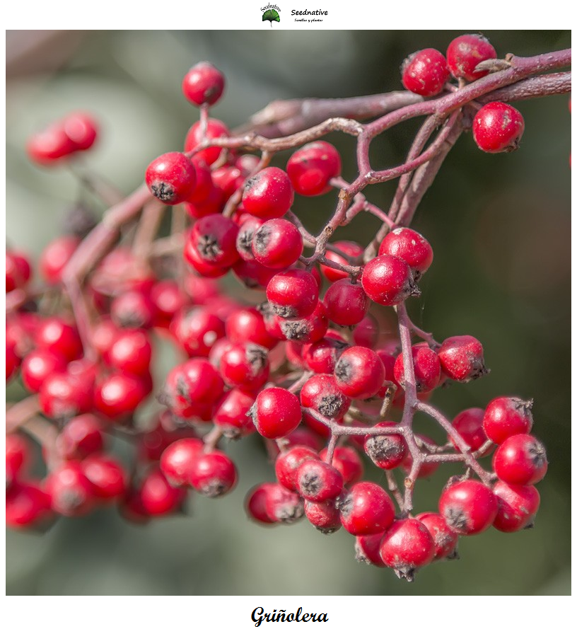 Cotoneaster lacteus - Griñolera lechosa - 100 semillas