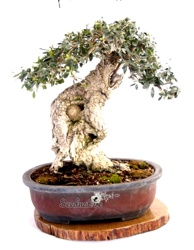 Olea europaea var. sylvestris - Acebuche - 25 semillas