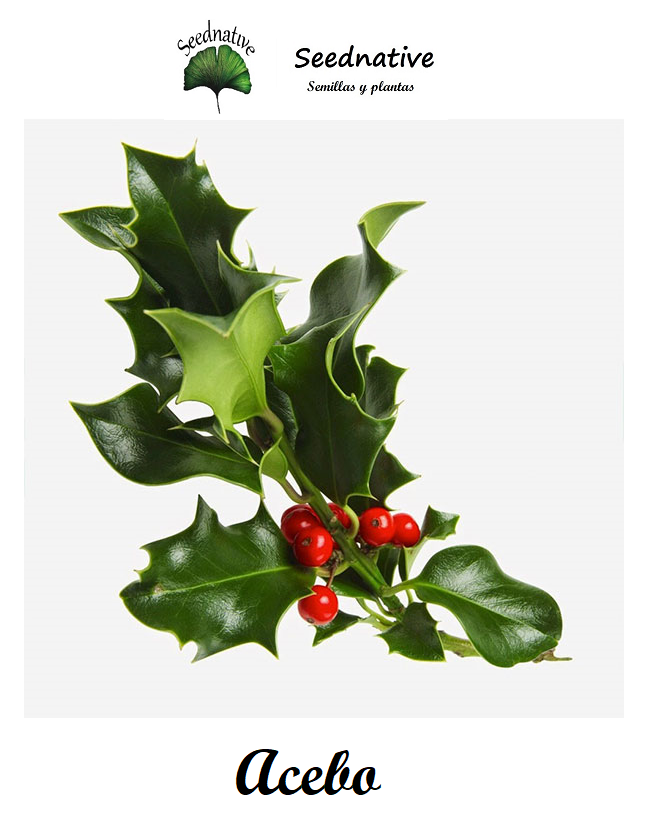 Ilex aquifolium - Acebo - 50 semillas - Holly