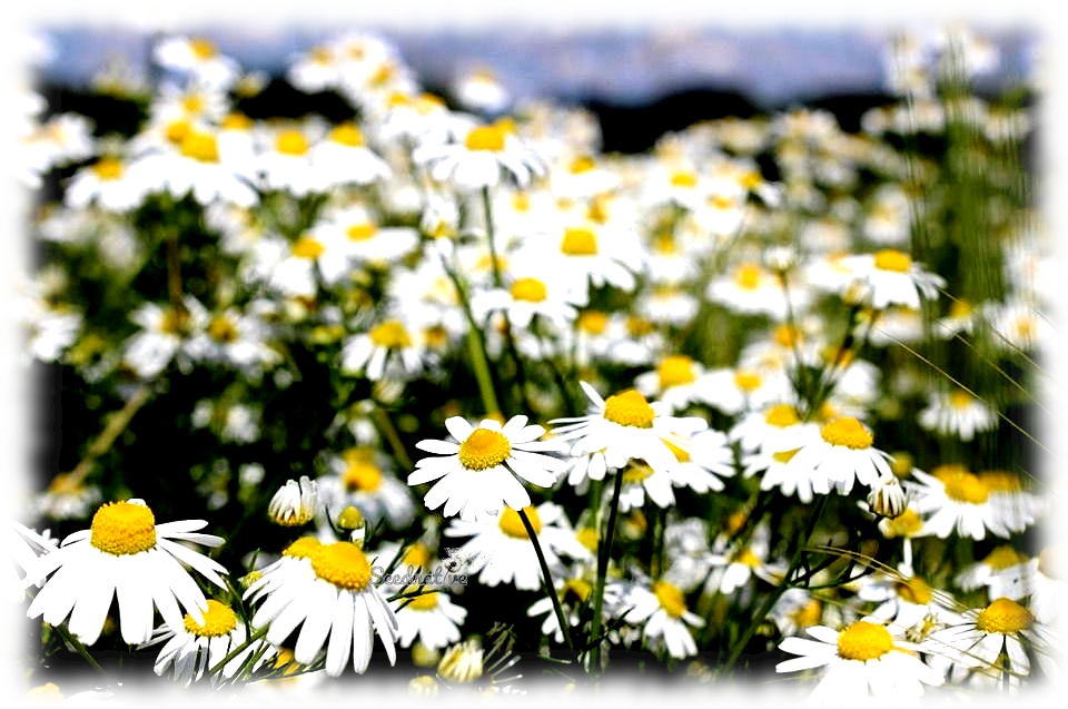 Matricaria chamomilla - Manzanilla dulce - 5000 semillas - Chamomile