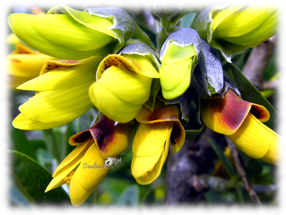 Anagyris foetida - Altramuz del diablo - 20 semillas