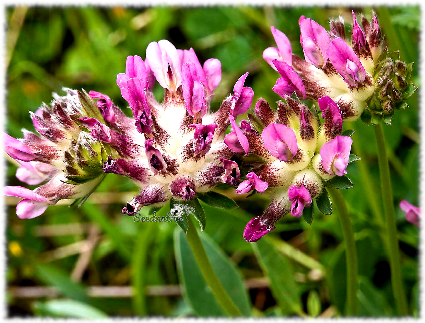 Anthyllis vulneraria - Vulneraria - 300 semillas